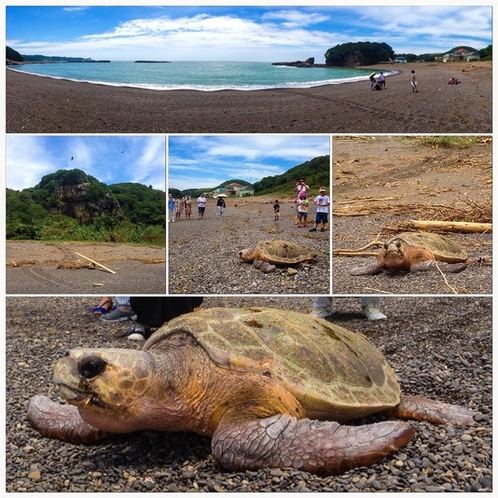 初夏にはウミガメが訪れる