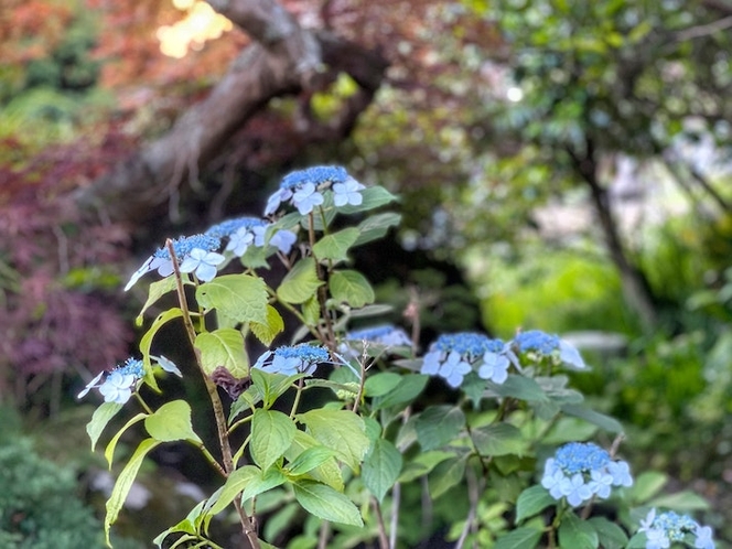 庭に咲く季節の花々に癒されます