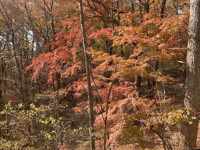 ウッドデッキから紅葉を見ることができます。