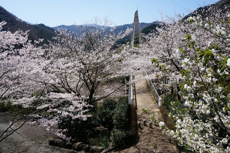松川湖エコーブリッジと桜