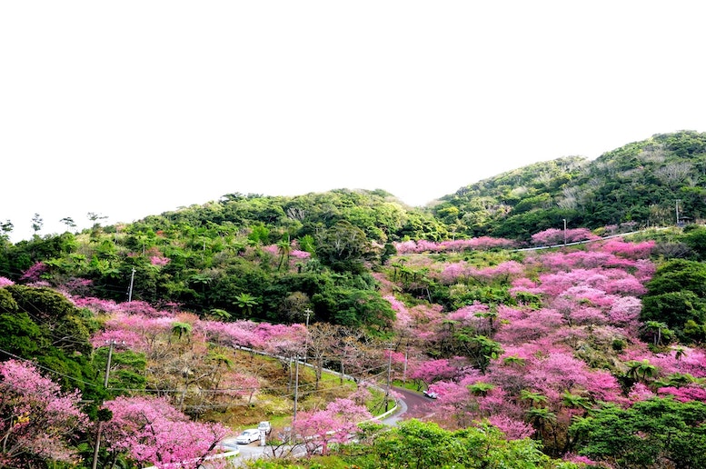 八重岳寒緋桜 1月