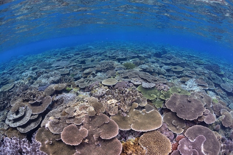 瀬底島の珊瑚