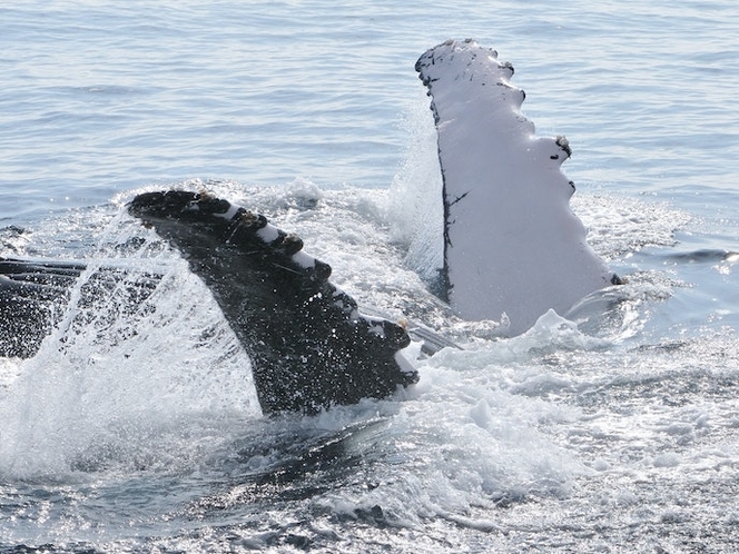 ザトウクジラ 胸びれ