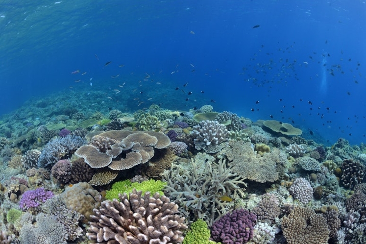 水納島の珊瑚
