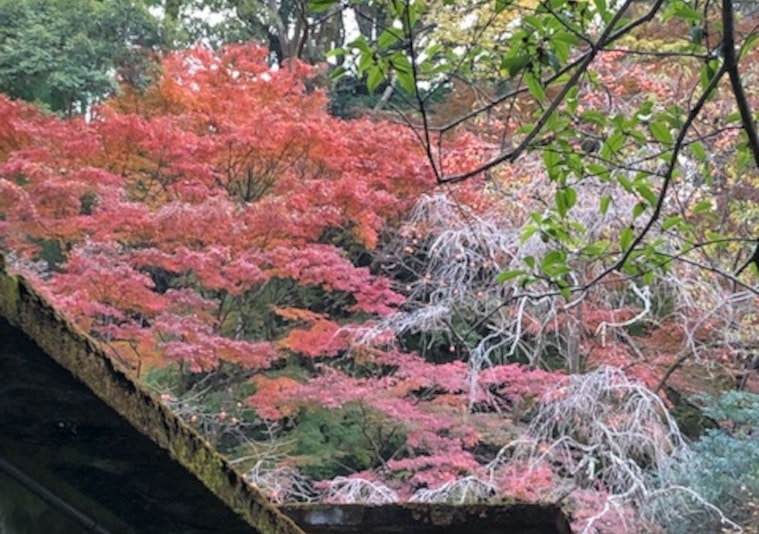 秋は紅葉がみごとですえ