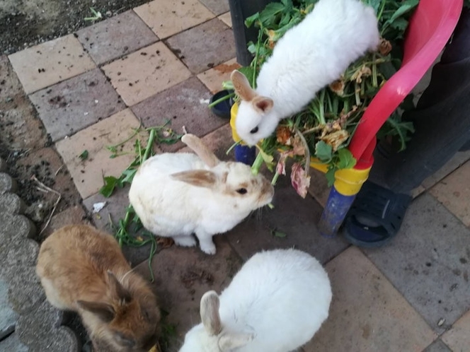 ウサギが7匹遊んでいます