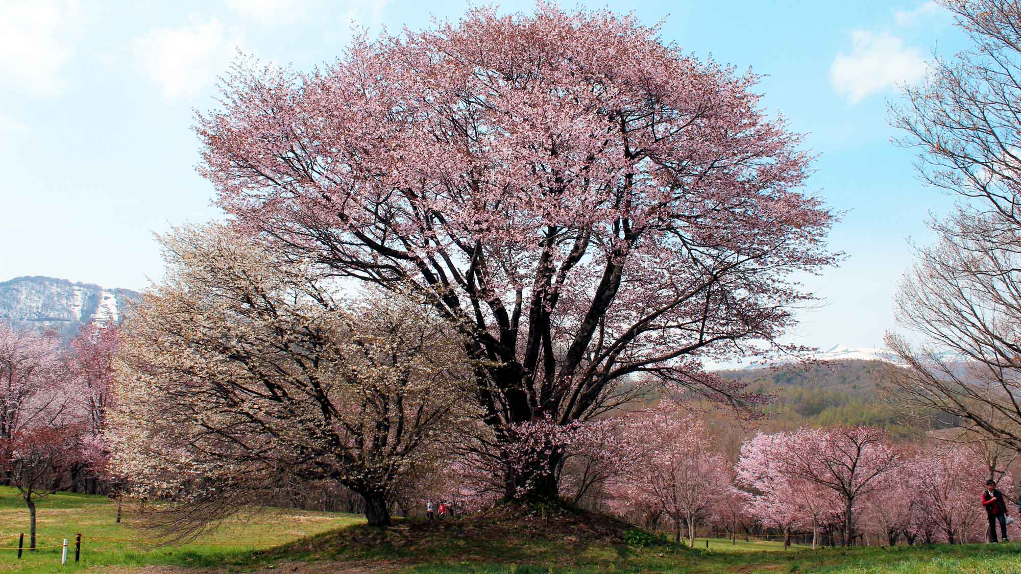 【県民の森（春）】『夫婦桜』は、他の桜と離れた小高い場所で寄り添うように花を咲かせています。