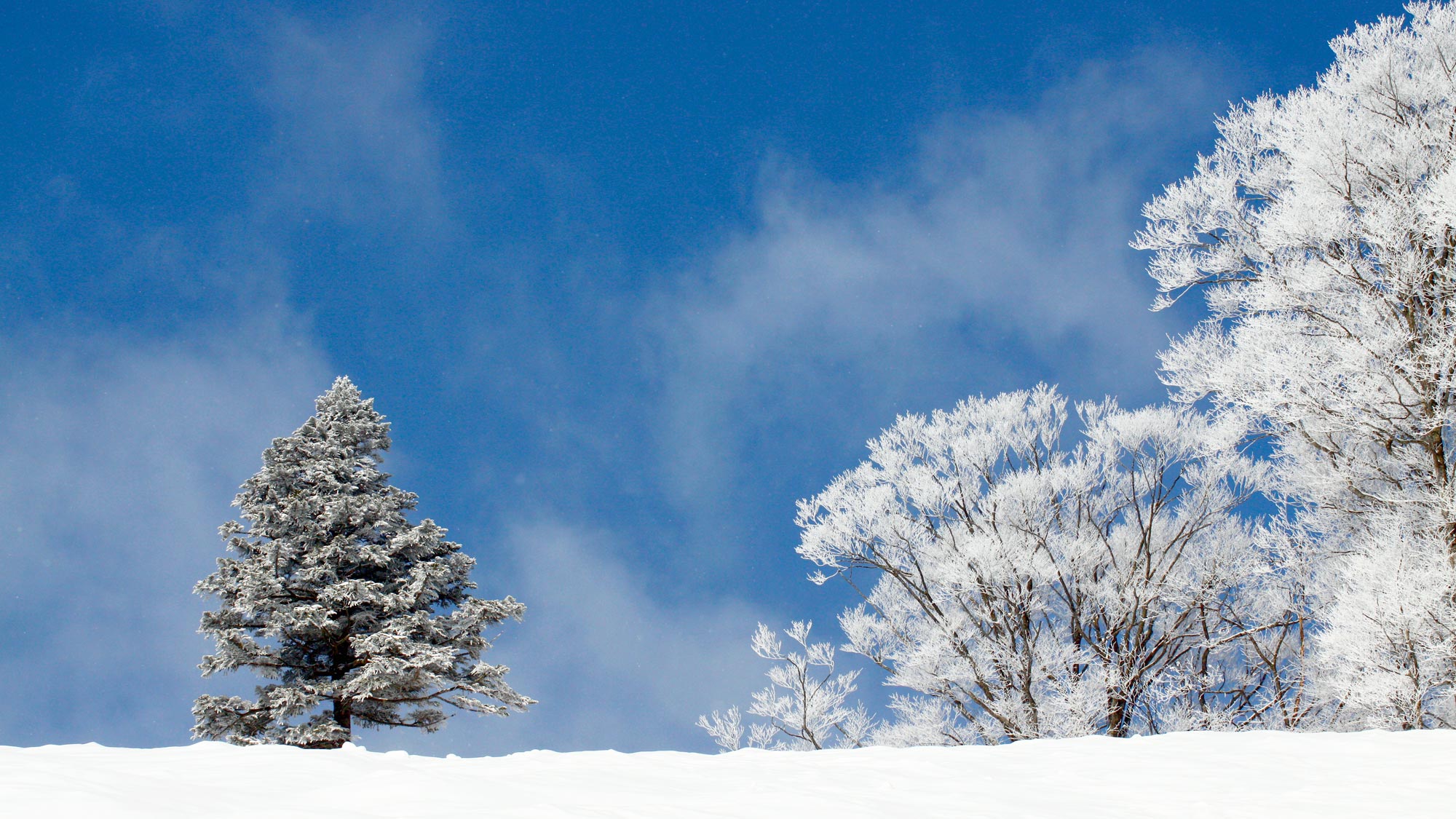 【下倉スキー場（ダイヤモンドコース入口）】降雪時には上質なパウダースノー