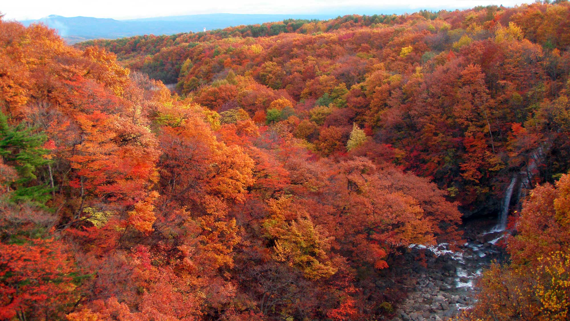 【松川渓谷（秋）】渓谷全体が、目の覚めるような飛び切り鮮やかな紅葉に彩られます。