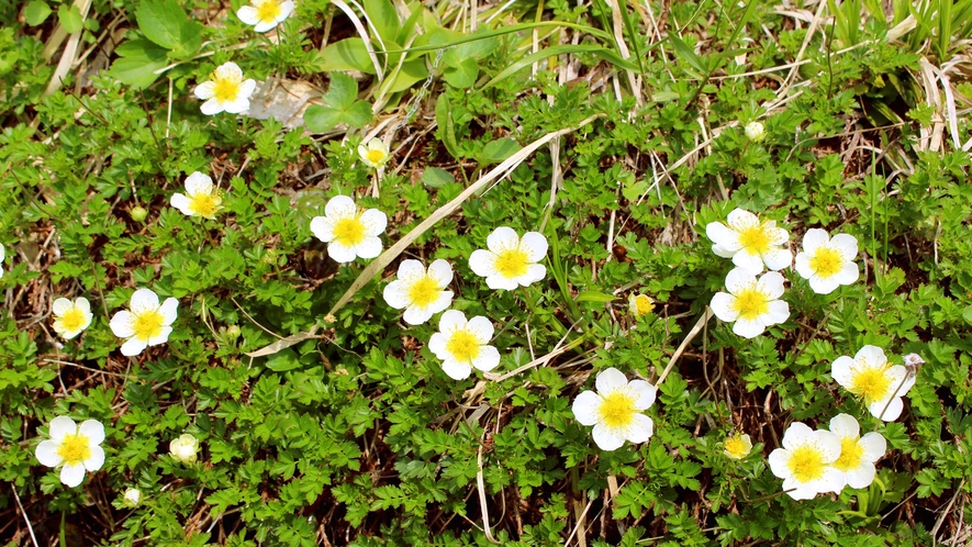 【チングルマ】高山植物の一種で、シーズンに入るとまるで花のじゅうたんのような見ごたえ。