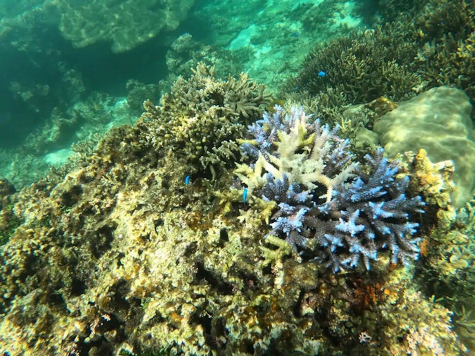 白保海岸は青珊瑚で世界的に有名です。