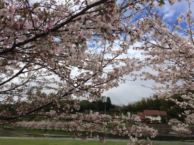 春は近くの公園で桜が満開です。