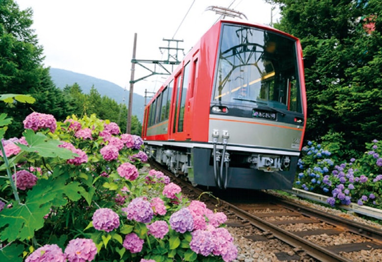 箱根登山鉄道あじさい電車  6月中旬から7月中旬にかけて、箱根登山鉄道沿線ではあじさいが開花の時期を