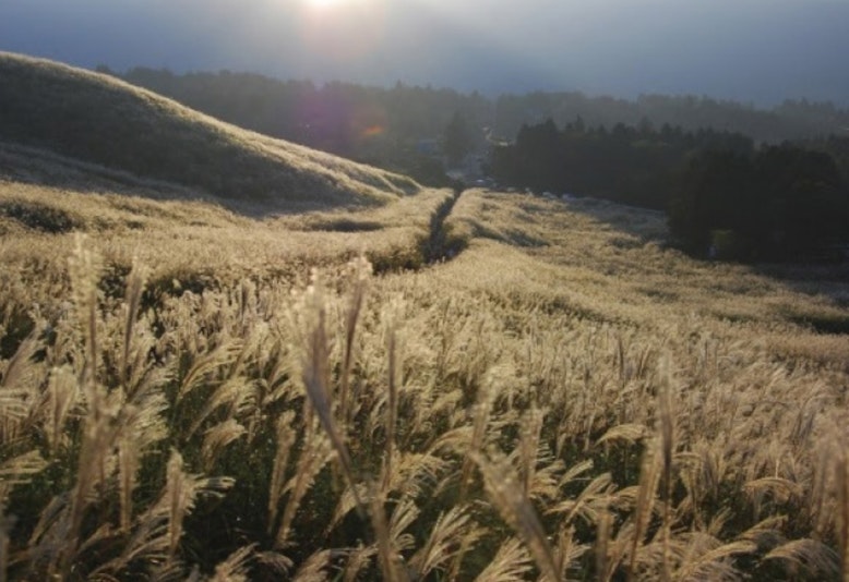 仙石原「すすき草原」  仙石高原ではほぼ1年を通してススキを見ることができますが、秋だけに見られる黄