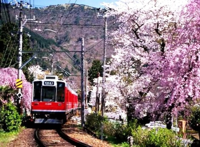 春の箱根登山鉄道 Hakone Tozan Railway in Spring