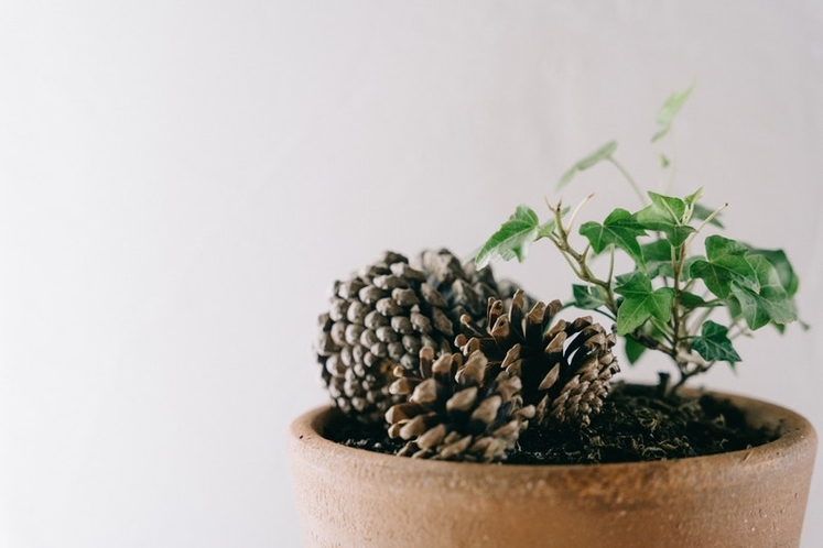 植物たち