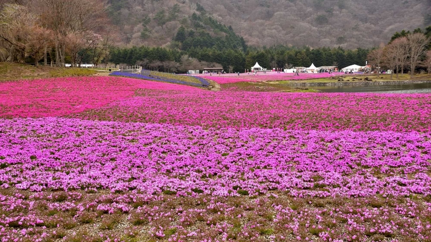 ・富士芝桜まつり：4月中旬～5月下旬　富士本栖湖リゾート