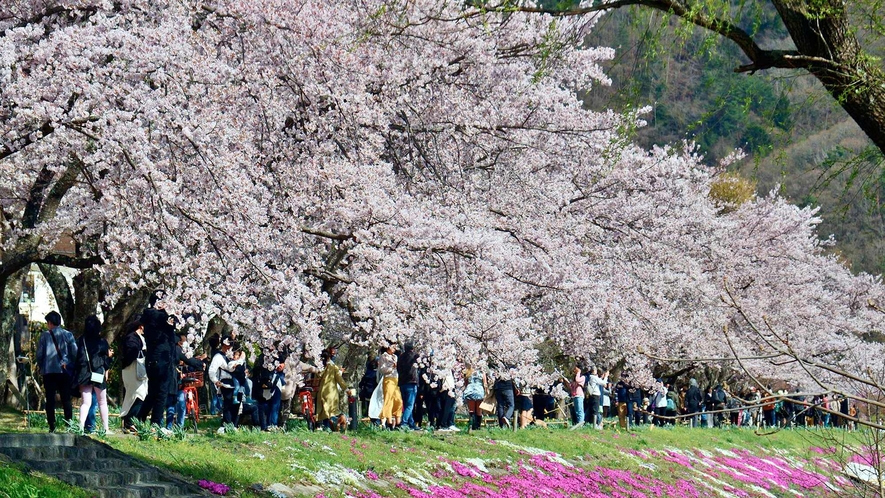 河口湖畔の桜は4月中旬～下旬が見頃です