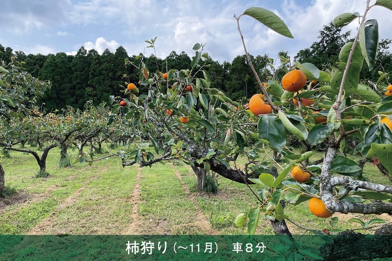 秋は柿狩り・栗拾い