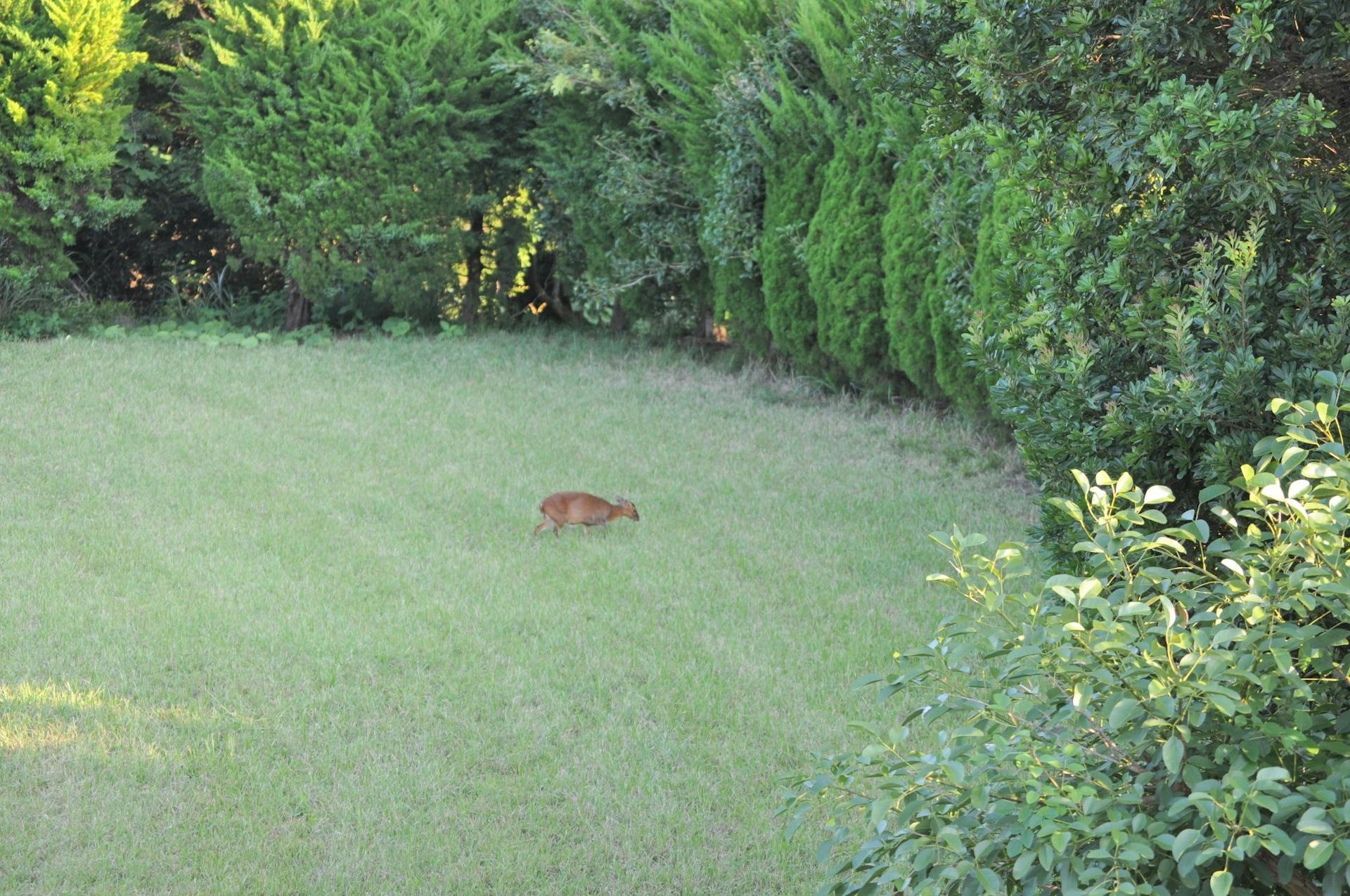 今日もキョンが来ました