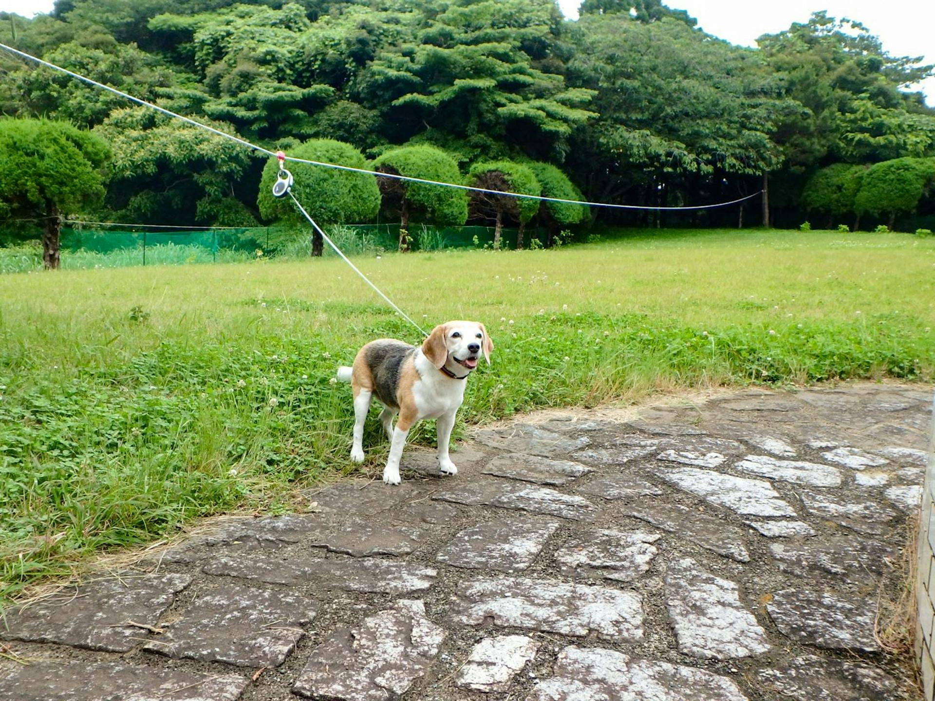 ・ワンちゃんはお庭のロープにつないで自由に動けます