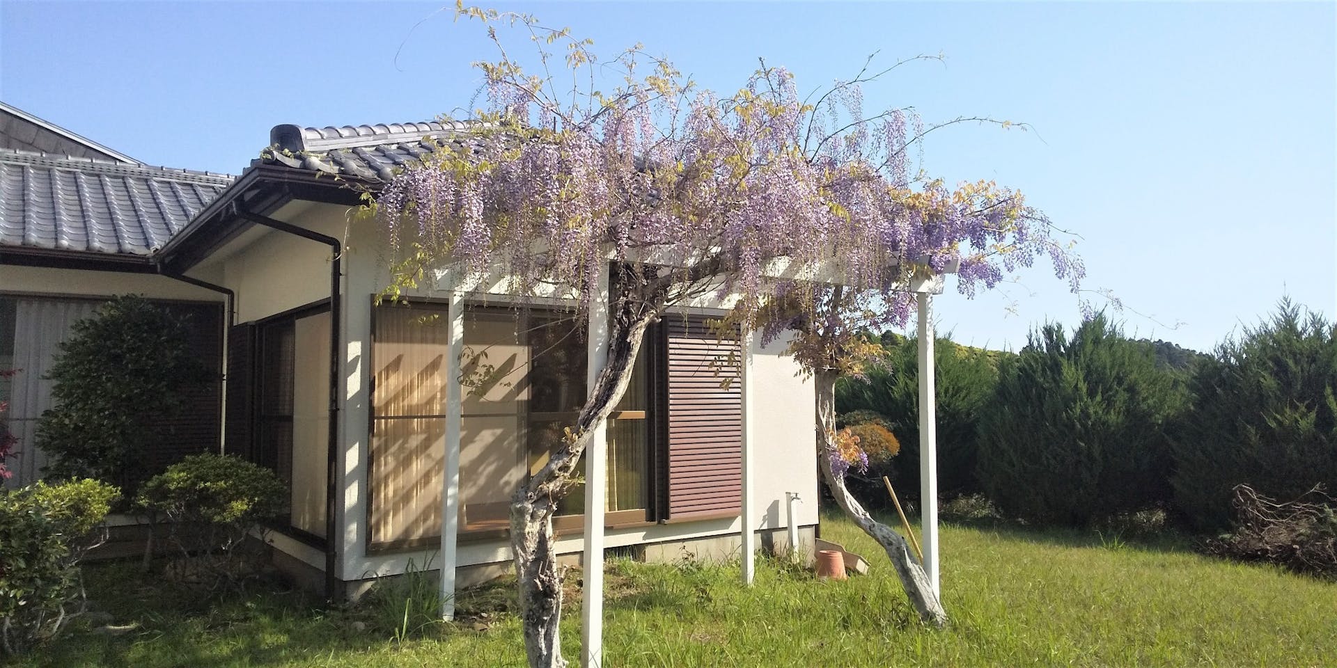 4月下旬　藤の咲くころ 2/2