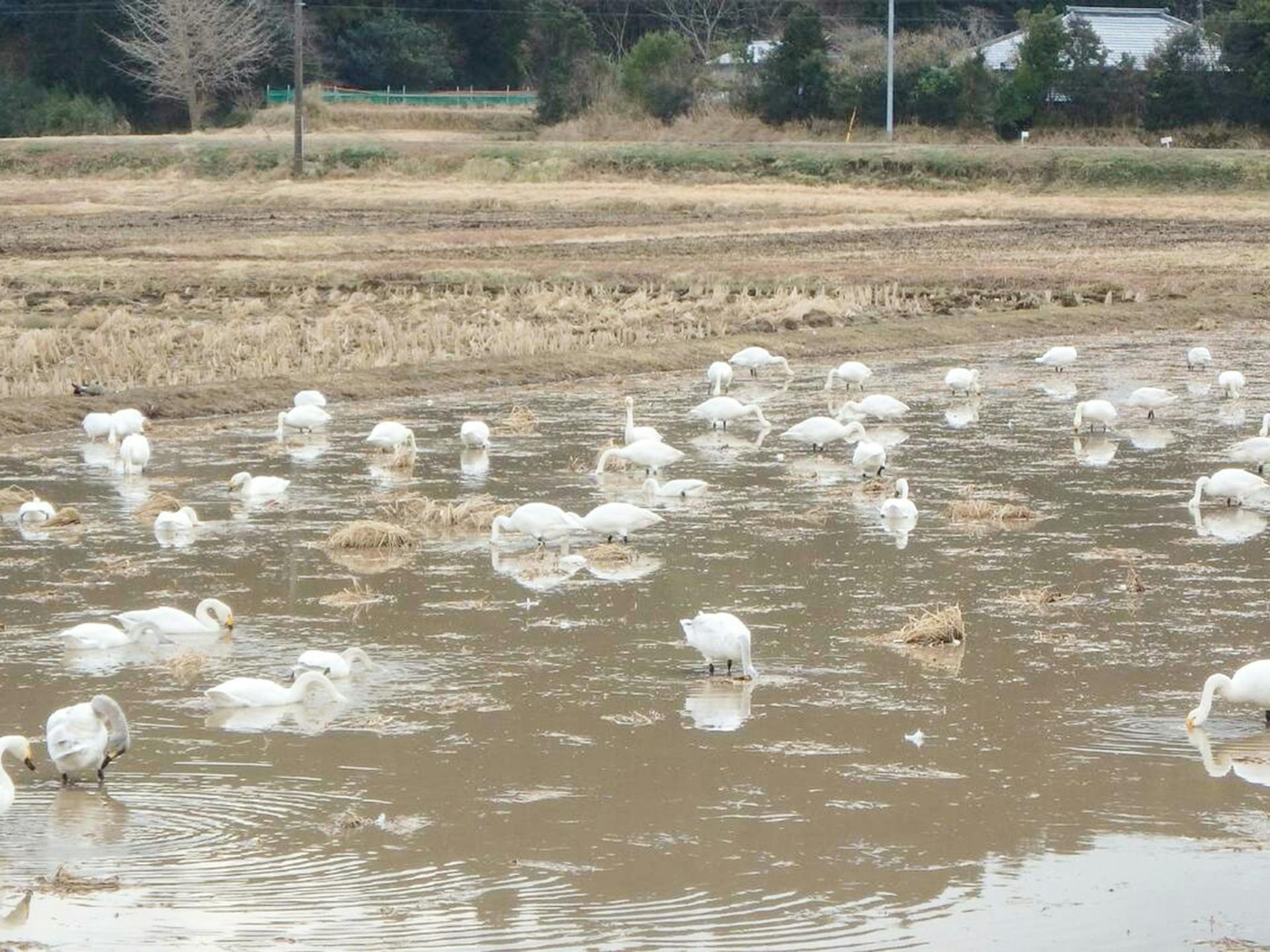 ・冬は近くの田んぼにコハクチョウが飛来します