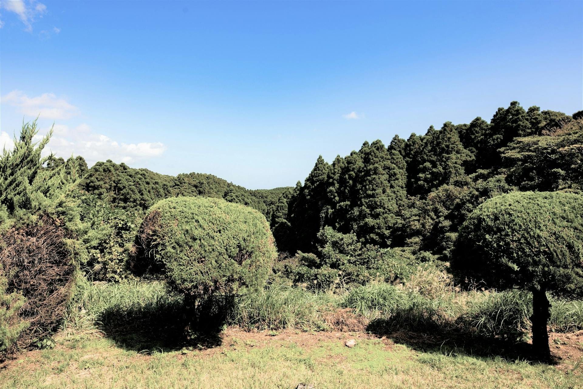 庭から太平洋方面の里山を望む