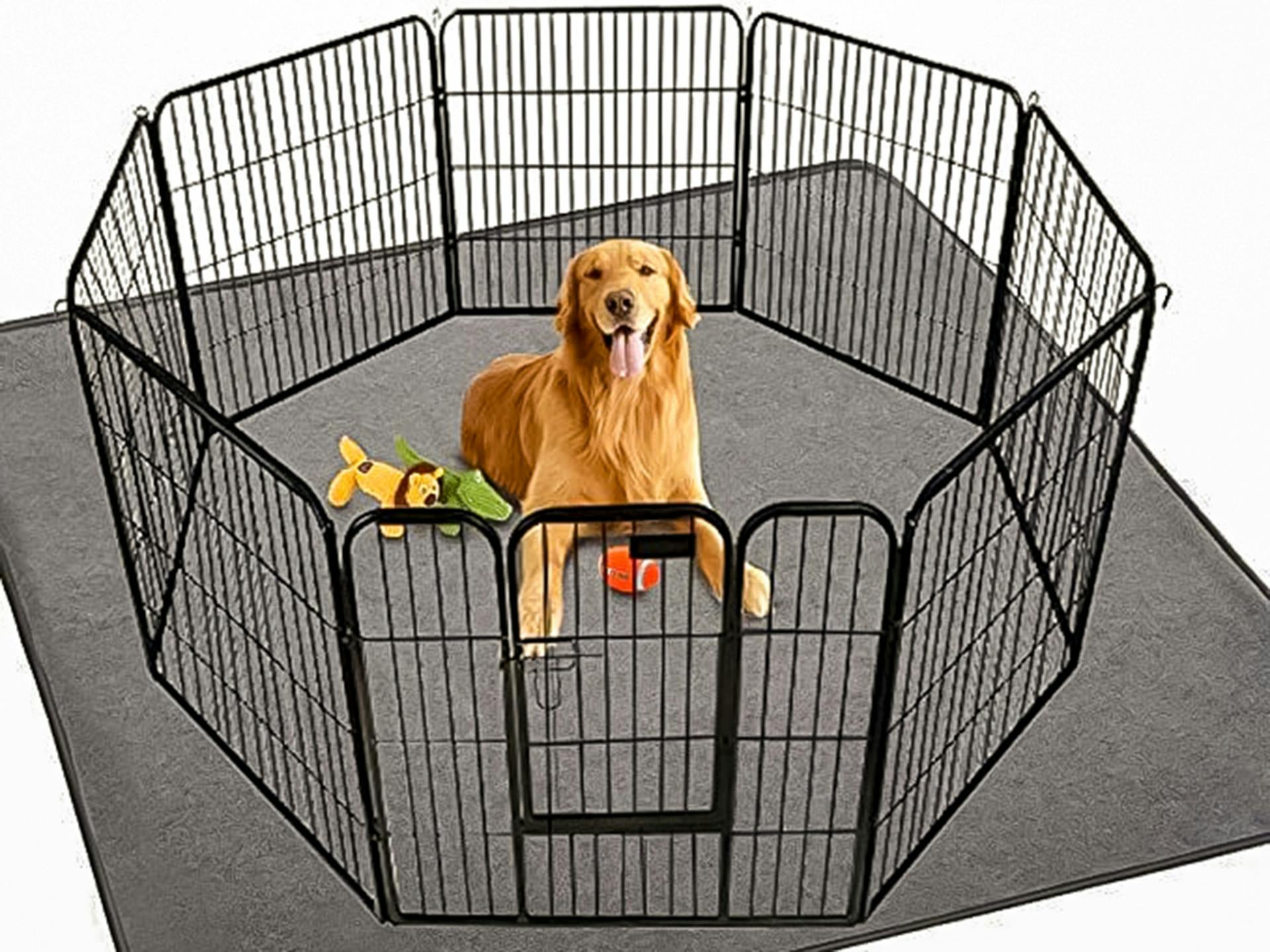 ・夜はこのようにワンちゃんを管理棟でお預かりしています