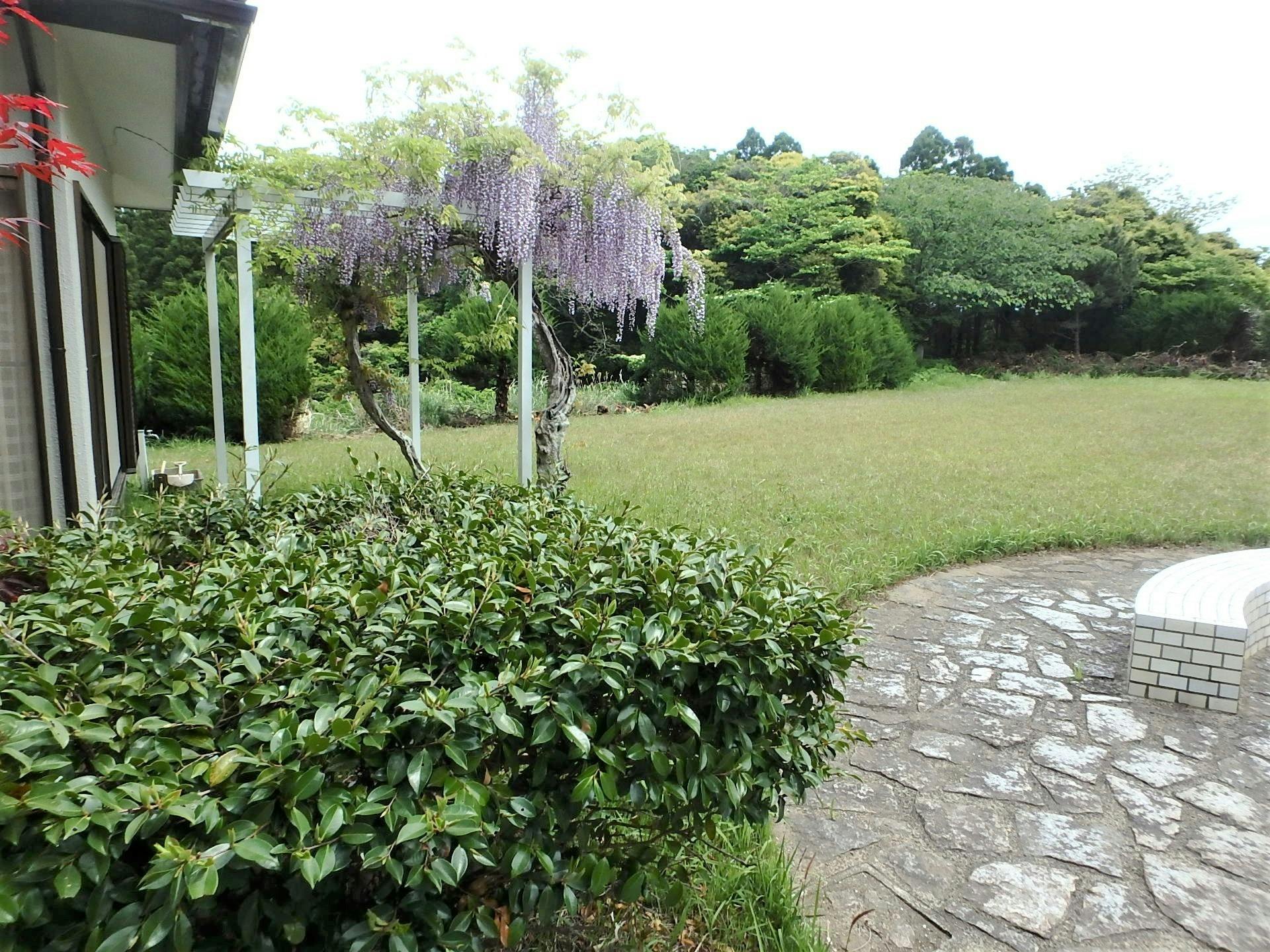 4月下旬　藤の咲くころ 1/2