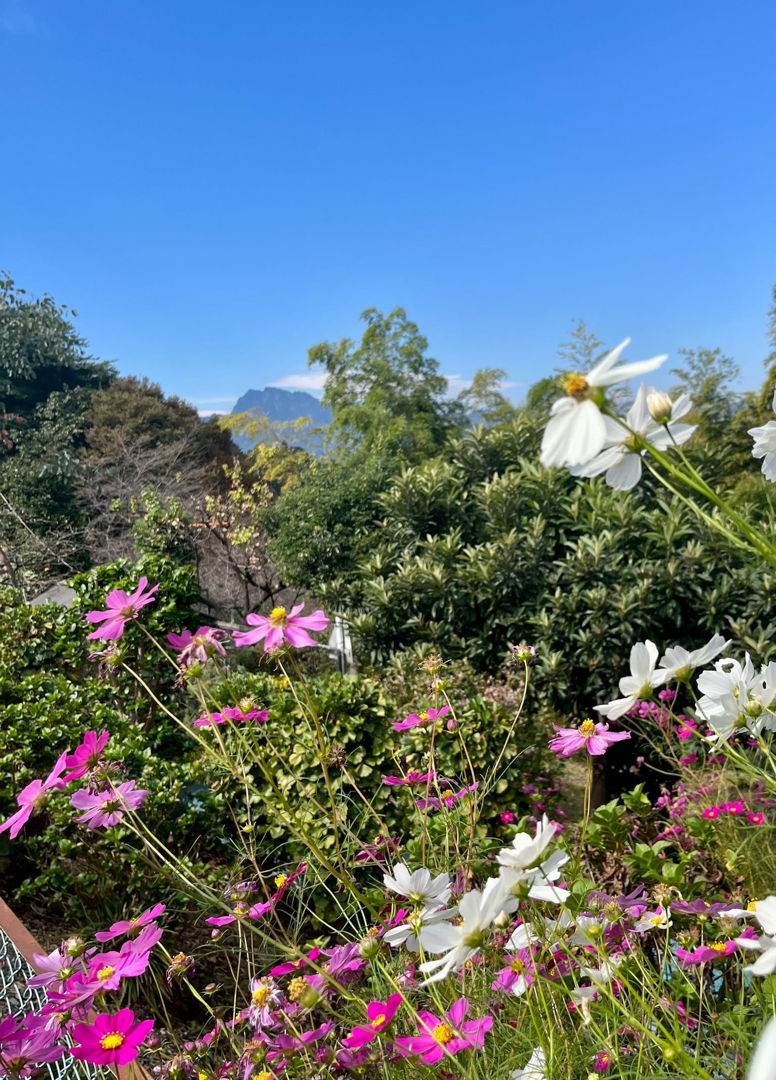 秋のコスモスと山の景色