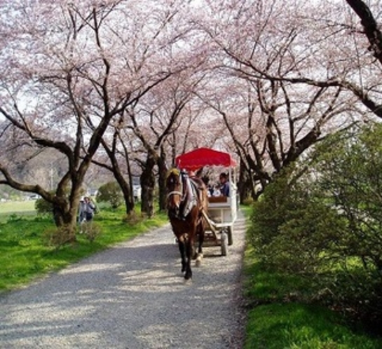 ●桜並木と馬車