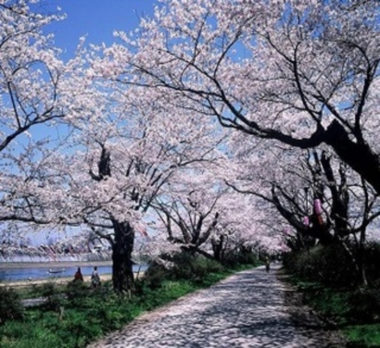 ●展勝地の桜並木