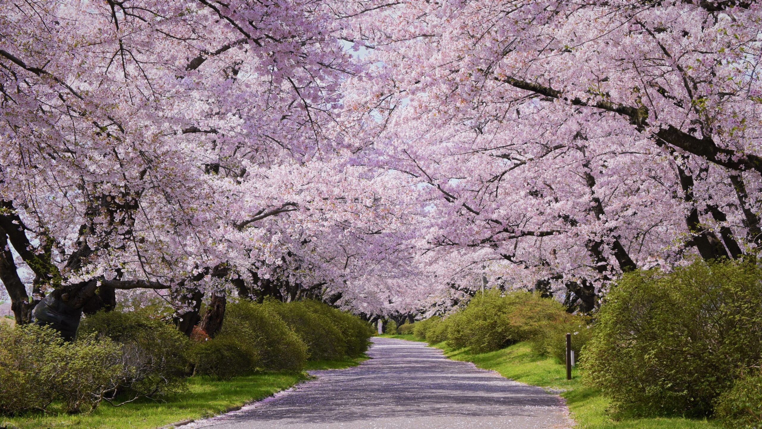 【展勝地】桜並木