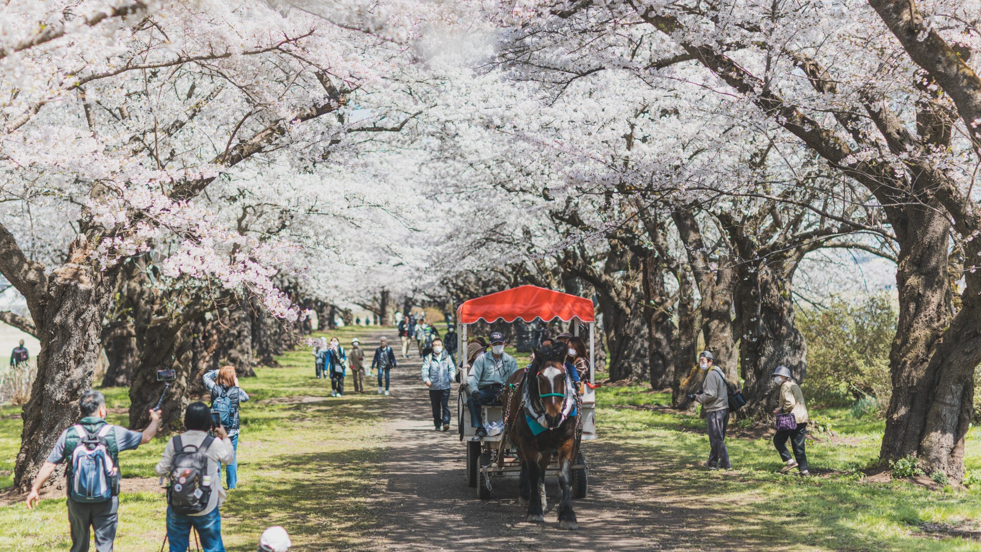 【展勝地】さくらまつり観光馬車 