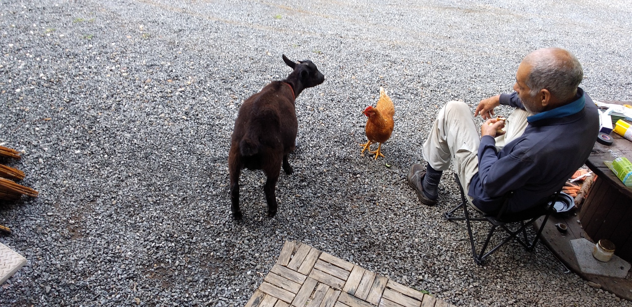 飼っているヤギと、鶏