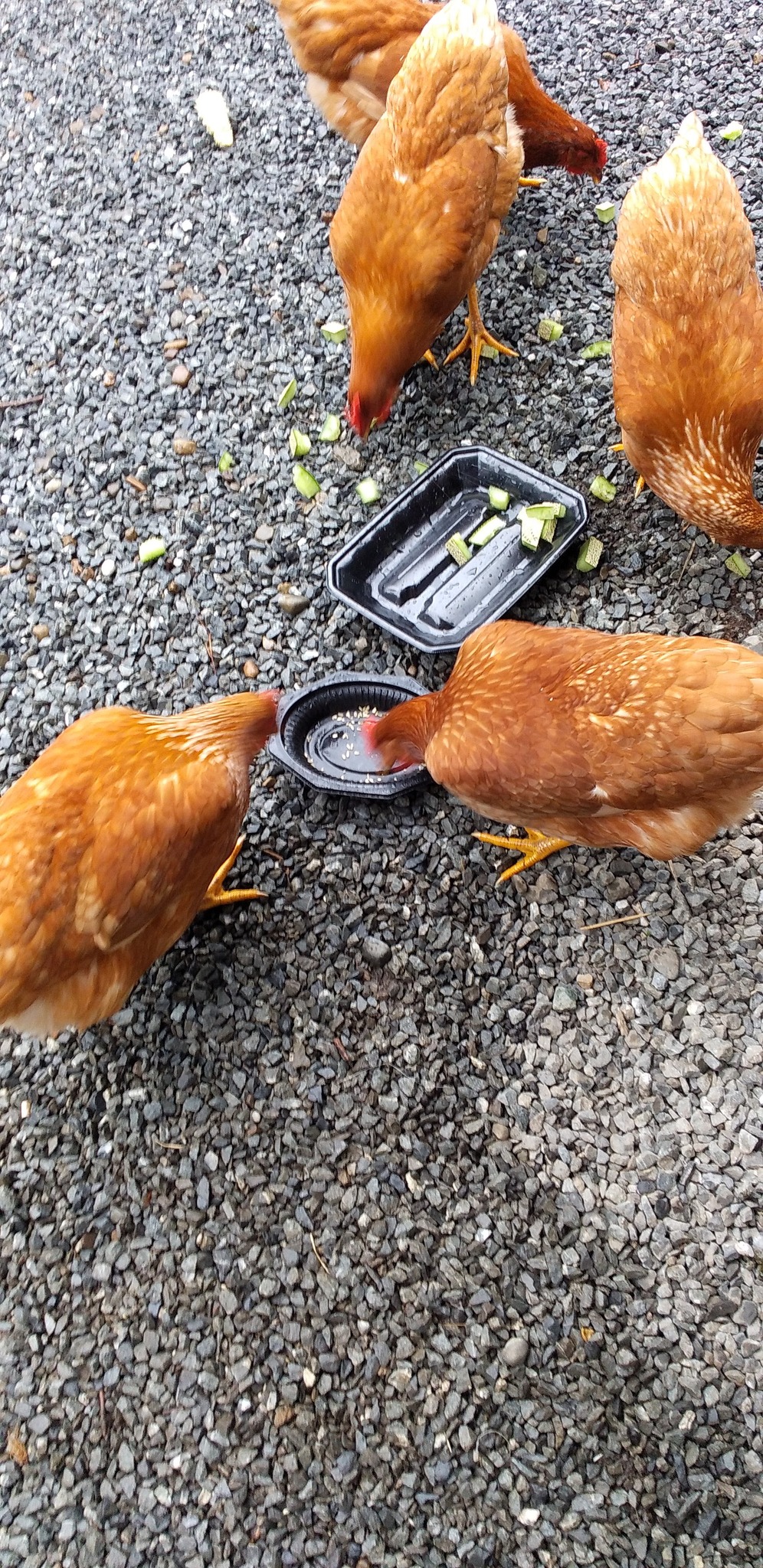 飼っている鶏