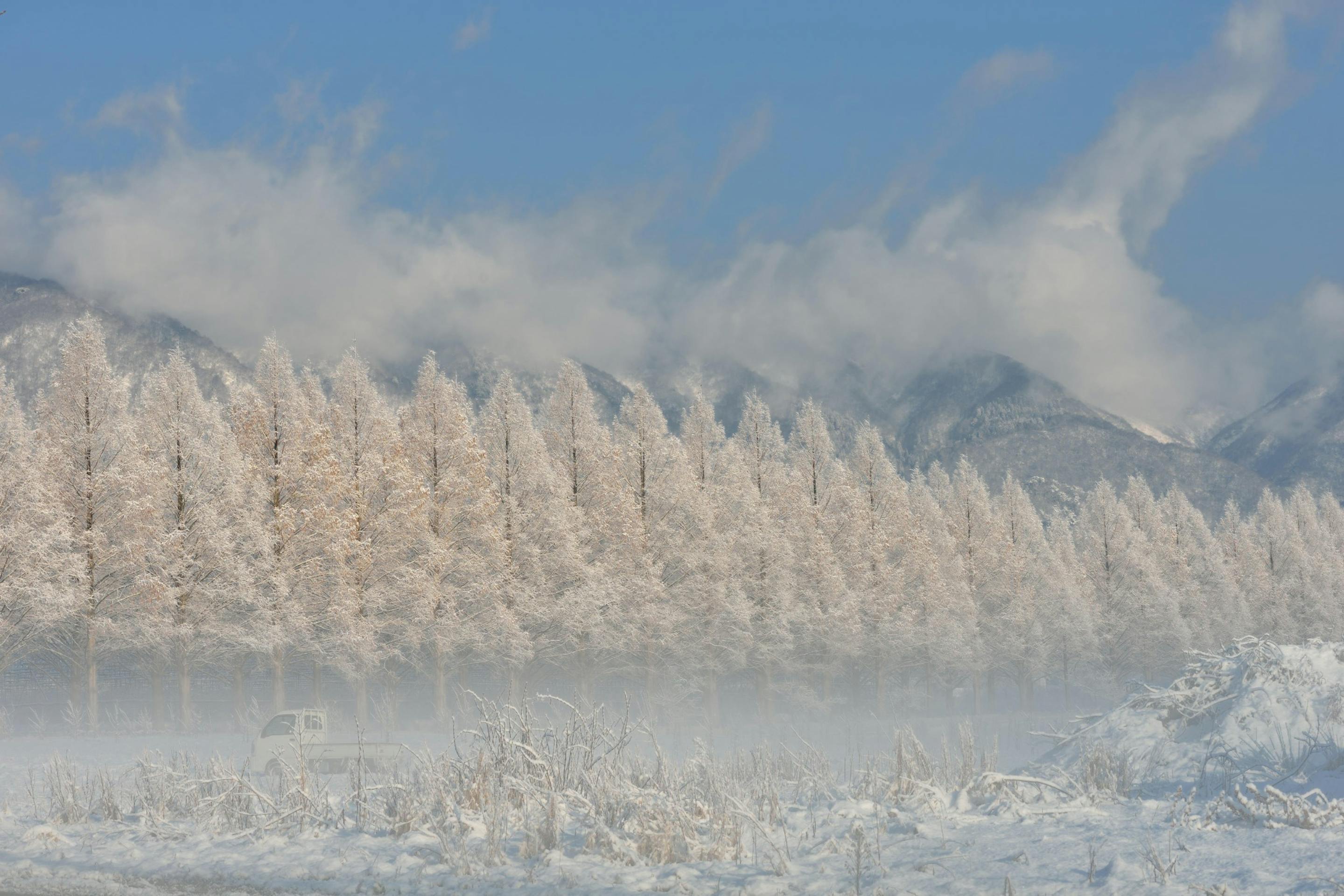 冬のメタセコイア並木 宿から車で15分