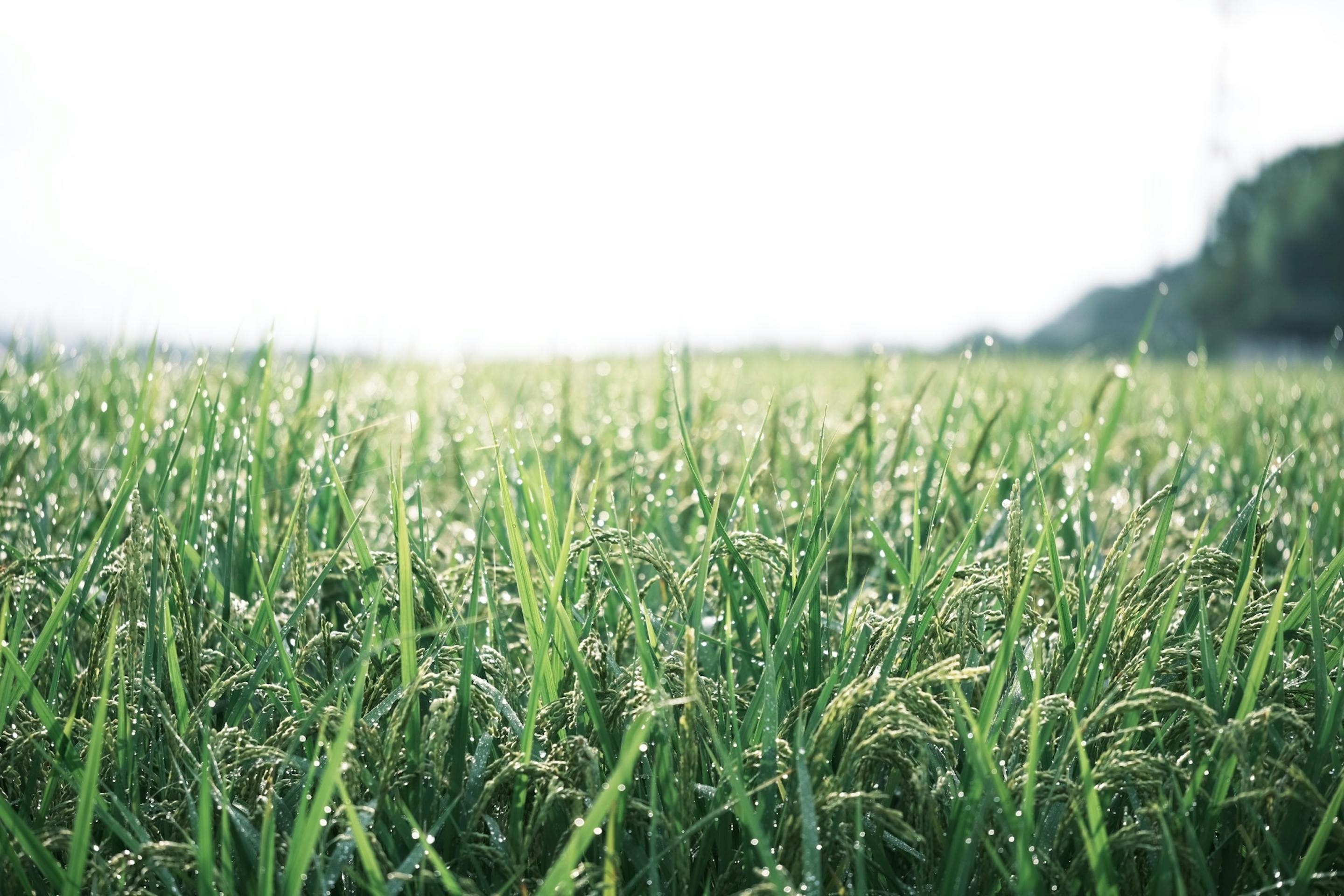 裏の田んぼ。この田んぼで採れたお米を１合から販売しております。