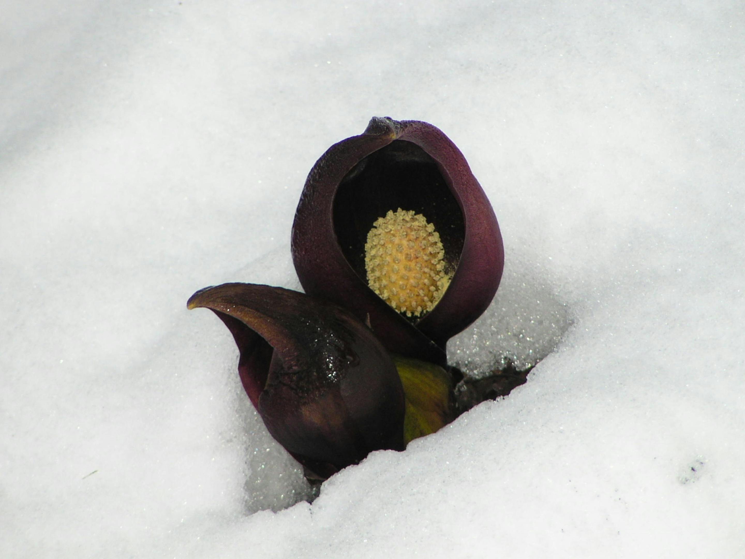座禅草群生地 宿から車で5分