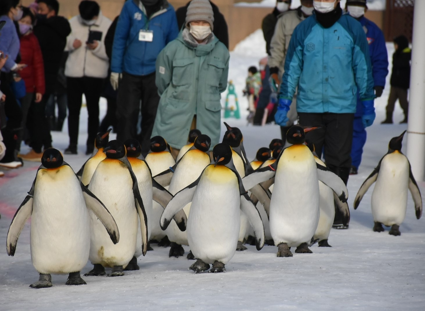 【周辺案内】ペンギンの散歩も間近で見られます(12月下旬～3月中旬)