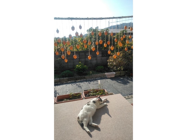 和室の南向きの庭