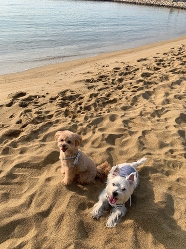 江津良浜で愛犬とお散歩