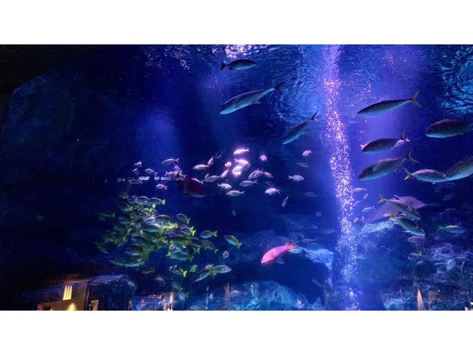 Around our house: Suimida aquarium/Sumida水族館...
