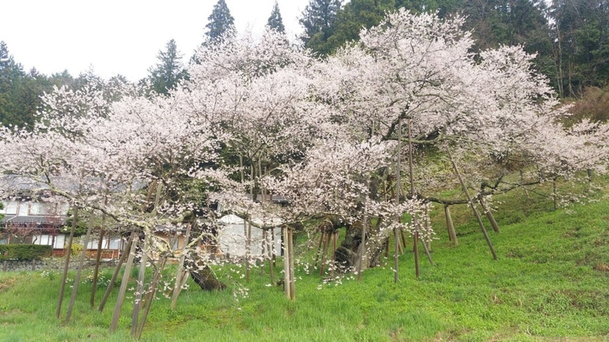 臥龍桜 車で約15分。  Reclining Dragon Cherry Blossoms