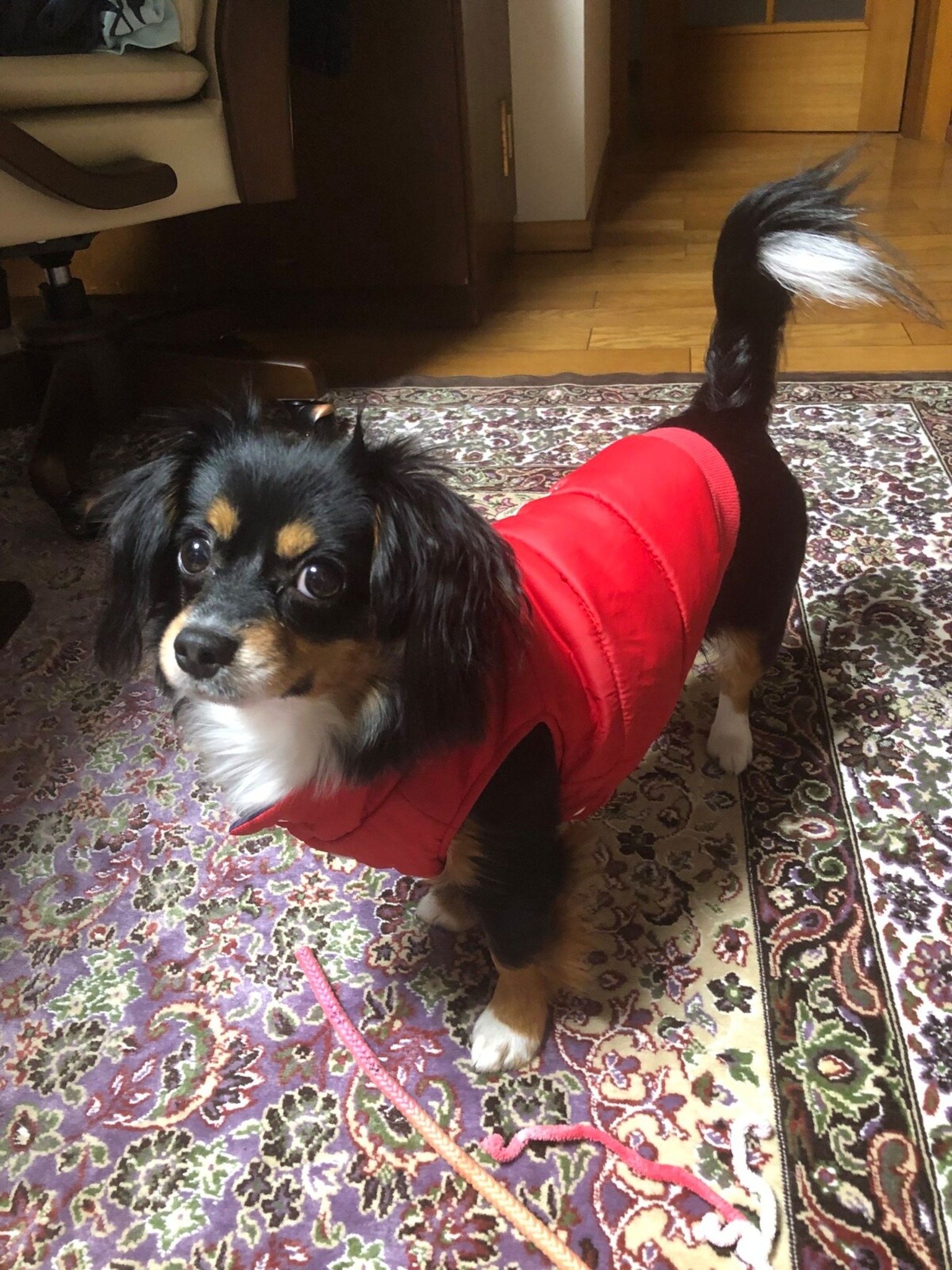 愛犬ティナ