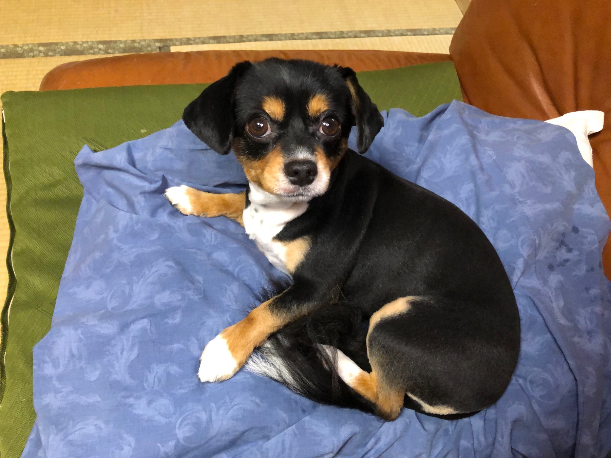 愛犬ティナ