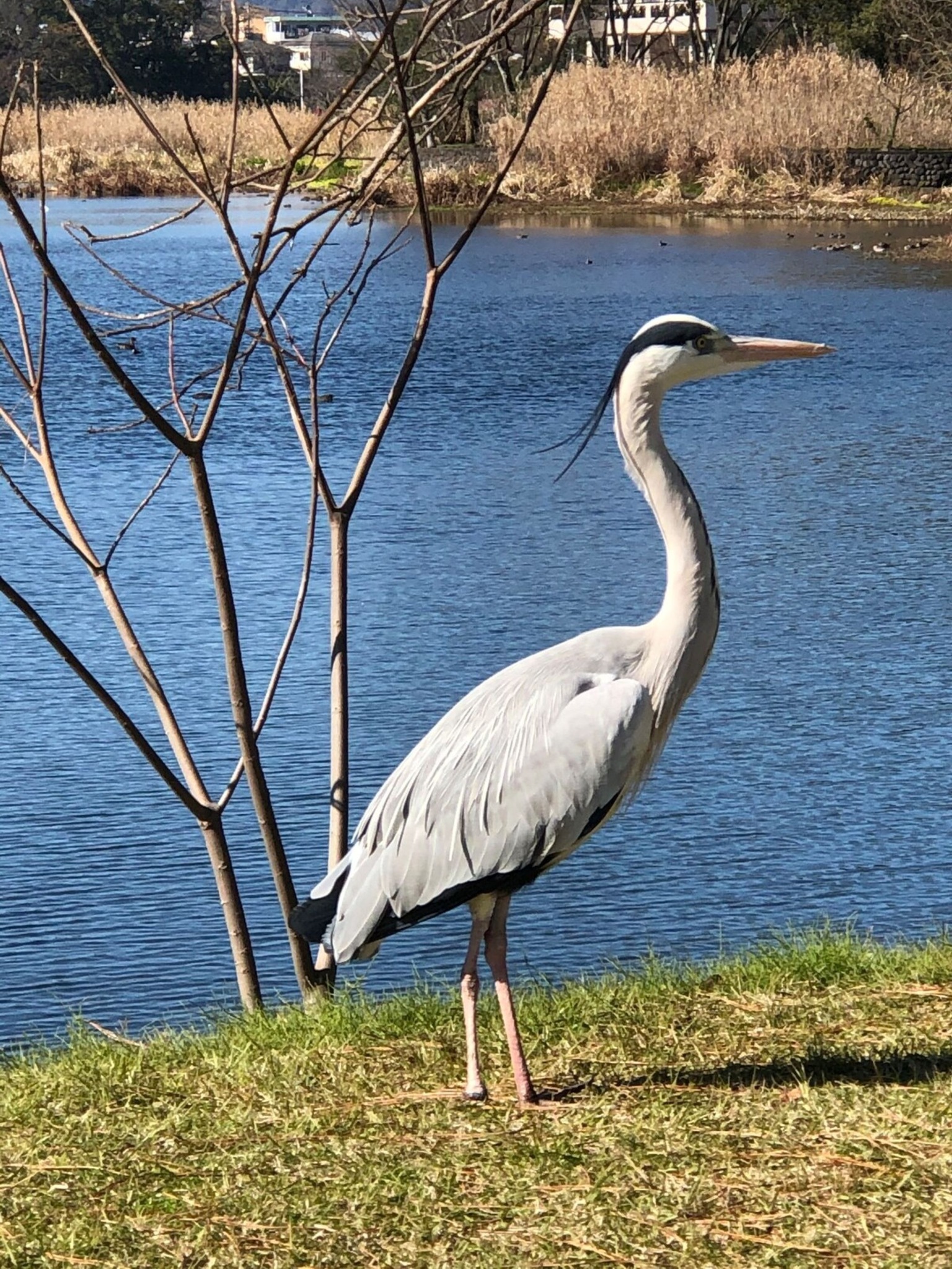 江津湖