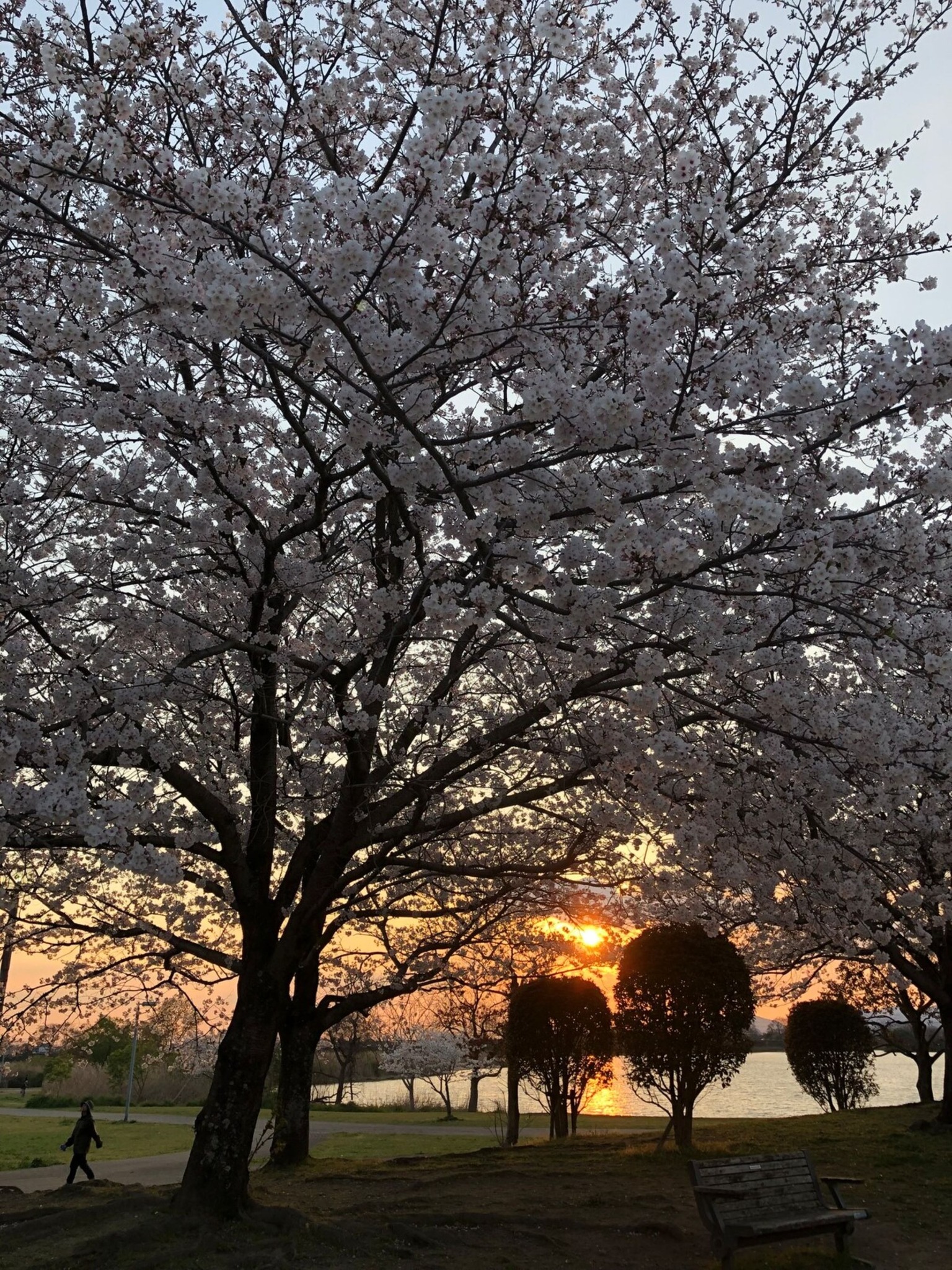 江津湖の桜