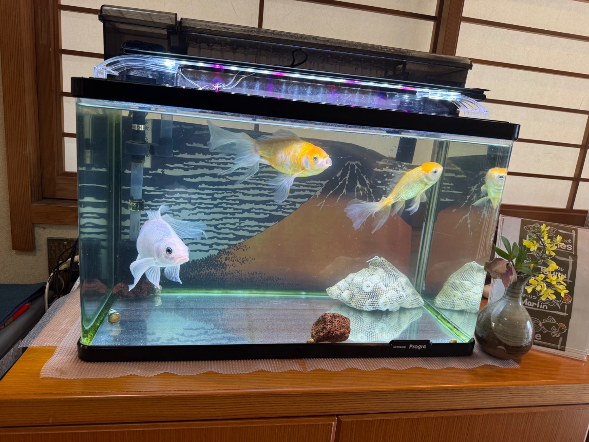 熊本の金魚